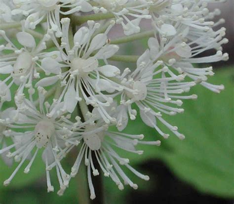 White Baneberry Actaea Pachypoda 02a Wild Flowers Of Sleepy