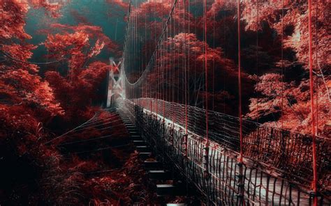 Nature Landscape Red Forest Bridge Mist Trees Walkway Wallpapers