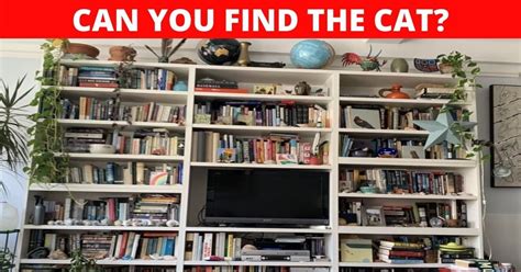 Can You Find The Cat Hiding In This Picture 99 Fail To Spot The