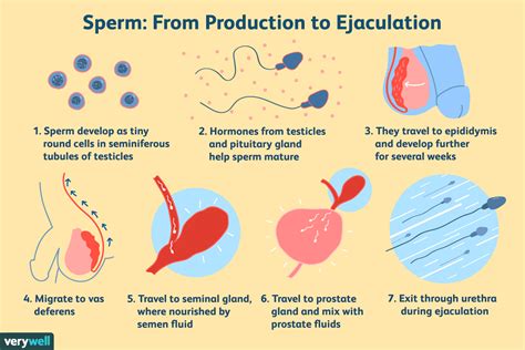 Ce Que Votre Sperme Dit Sur Votre Sant Fmedic