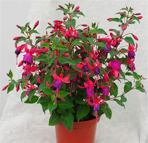 Flower Fuchsia How To Care In The Home And In The Garden