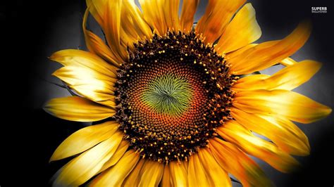 34 Autumn Sunflower Desktop Wallpaper