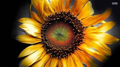 Sunflower Sunflowers Screensaver Lavender Wallpapers Wallpapersafari Android