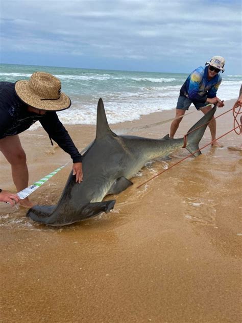 Angler Catches Massive Hammerhead Shark Off Australias Coast Blinker