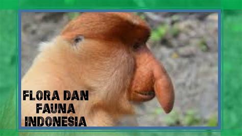Persebaran flora dan fauna di indonesia berbagai makhluk hidup yang terdapat di indonesia sangat beragam. FLORA DAN FAUNA INDONESIA - YouTube