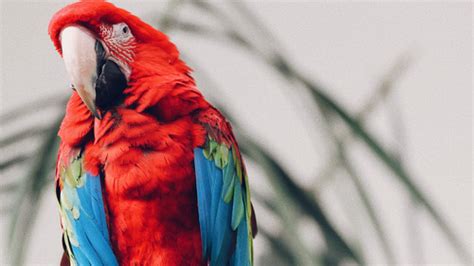 Keen Colorful Macaw Parrot 4k Images Hd Wallpapers