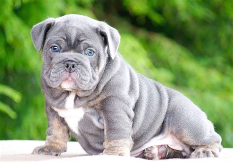 Best Blue Mini English Bulldog In The Year 2023 Learn More Here Bulldogs