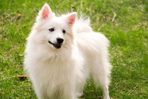 American Eskimo Dog Breed Info