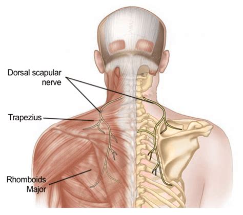 Pain Near The Shoulder Blade It S Probably Not Just A Trigger Point