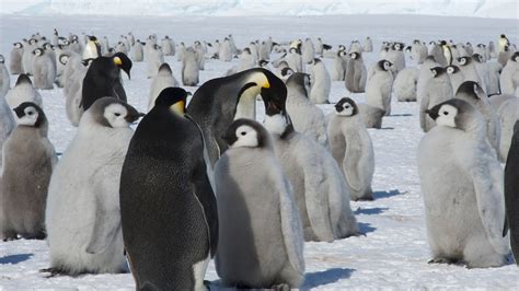 Explorer Returns To Emperor Penguin Colony In Search Of A True Count