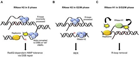 Rnase H And H Are Differentially Regulated To Process Rna Dna Hybrids Cell Reports