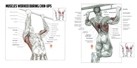 Perfect Pull Up Exercise With Power Tower 25 Tips For Best Results