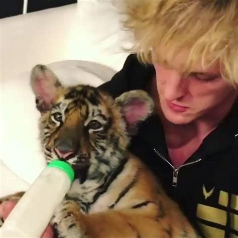 Charges Filed Over Tiger Featured In Logan Paul Video The Scoop