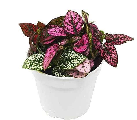 Pet-Friendly, Low Maintenance Houseplants • Everyday ...