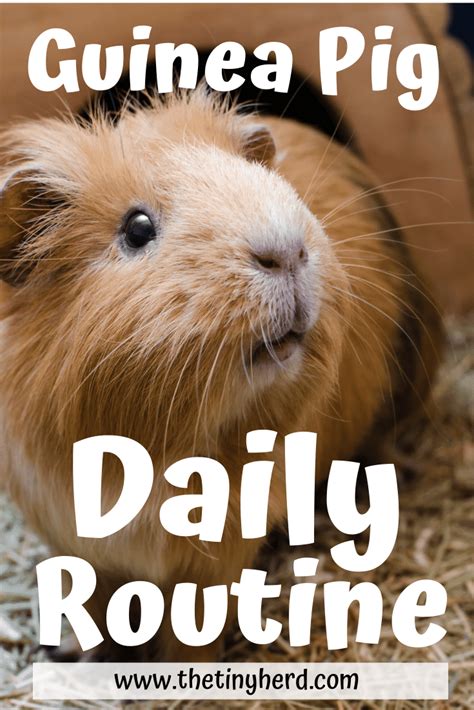 Daily Guinea Pig Routine The Tiny Herd
