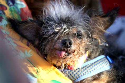 Worlds Ugliest Dog Contest Why Chinese Crested Win Often
