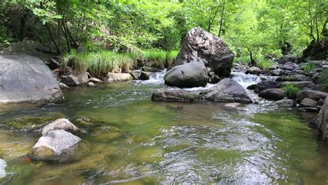 Mountain Stream Spring Melt Water Flowing In A Mountain Forestfootage