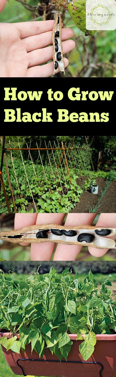 How To Grow Black Beans ~ Bless My Weeds