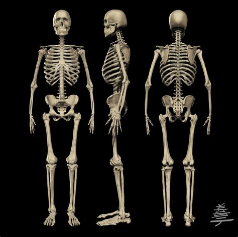 Skeleton 3d Medical In 2019 Anatomy Musculoskeletal System Man