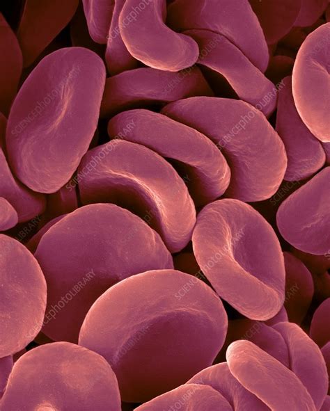 Human Red Blood Cells Sem Stock Image F0174196 Science Photo