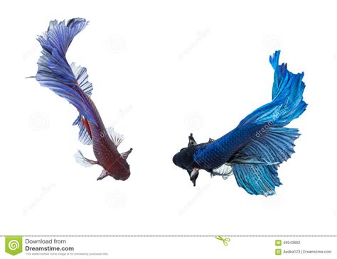 Wild betta tussyae is sold in pairs. Betta Fish-Nahaufnahme Buntes Dragon Fish Stockfoto - Bild ...