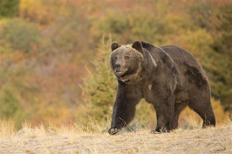 Usfws Agrees To New Study Of Bitterroot Grizzly Bear Recovery