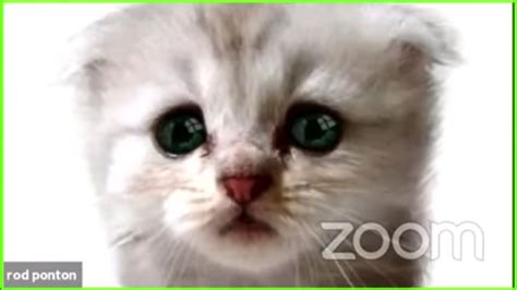 'i'm not a cat,' says lawyer having zoom difficulties the video was immediately shared widely and brought joy to many. Lawyer behind viral Zoom cat filter blames secretary for ...