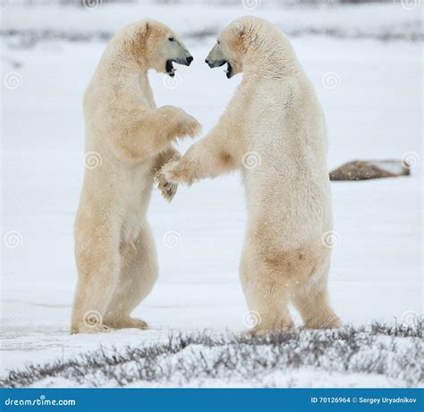 Sparing Polar Bears Fighting Polar Bears Ursus Maritimus On The