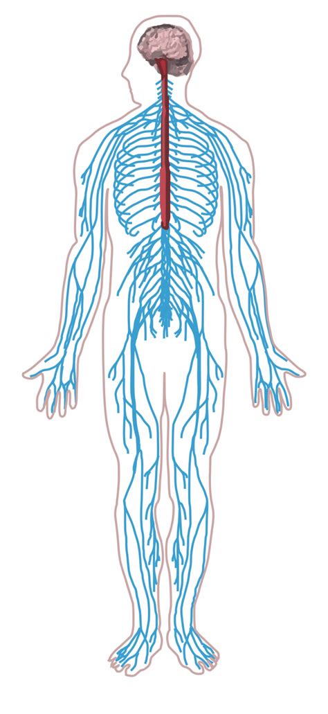 Find over 100+ of the best free nervous system images. nervous system clipart 10 free Cliparts | Download images ...