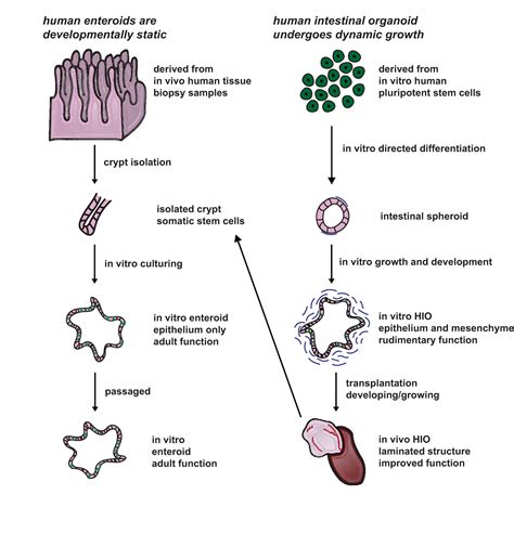 Gastrointestinal Organoids A Next Generation Tool For Modeling Human