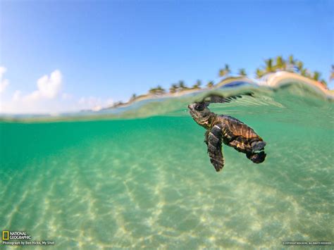 Baby Turtles Wallpapers Wallpaper Cave