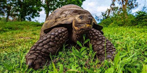 Discover galapagos and join the thousands who have made a lifetime of memories. Climate Crisis Weekly: Giant tortoises save their own species - Electrek