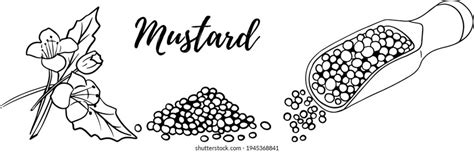 4724 Mustard Seed Illustration Images Stock Photos And Vectors