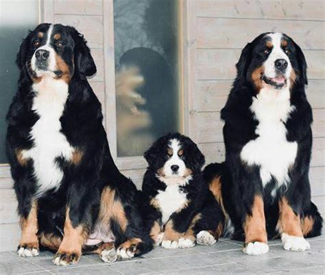 We are planning to breed. Bernese Mountain Dog Puppies For Sale Near Me - 15 Photos ...
