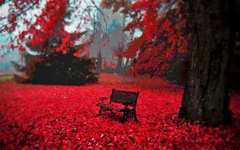 Autumn Splendor Red Autumn Tree Leaves Park Bench Nature Hd