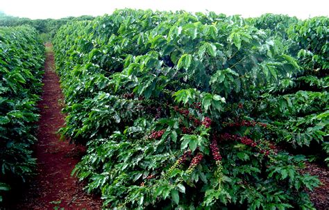 El cultivo del café en américa va comenzar a partir del 1720, después que los holandeses y franceses, introdujeran las semillas en sus respectivas colonias y de aquí se originaría el cultivo en el resto del. Agricultura: Espaçamento entre mudas aumenta longevidade ...