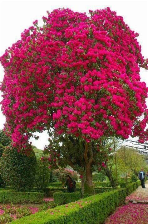 The Most Beautiful Flowering Tree Ive Ever Seen Trees
