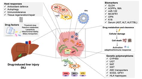 Antioxidants Free Full Text Oxidative Stress In Drug Induced Liver