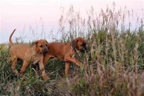Look at pictures of rhodesian ridgeback puppies in maine who they may not be rhodesian ridgeback puppies, but these cuties are available for adoption in maine. rhodesian ridgeback puppies for sale california in ...