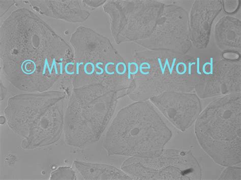 Suspension cells can survive and proliferate without being attached to a substratum eg. Microscope World Blog: Phase Contrast