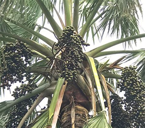@mas_fuego, bismarckia need very deep pots (14+) and it would be wise to meet their needs. 10 Silver Bismark Palm Tree Seeds (Bismarckia Nobilis ...