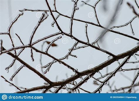 Tree Branches With A Layer Of Ice On It During Freezing Rain In Winter