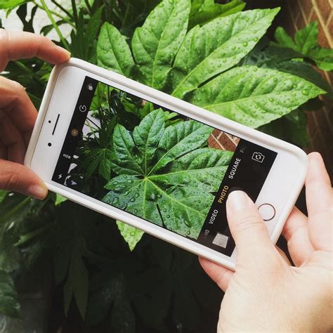 Plantsnap A New App That Identifies Plants Homes Garden Plants