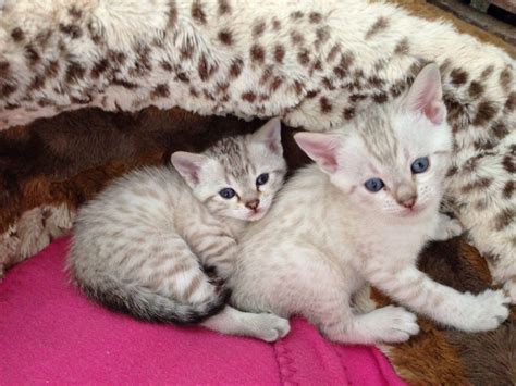 Gorgeous Pedigree Blue Eyed Snow Bengal Kittens