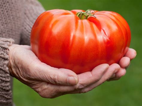 How To Grow Really Big Tomatoes In Your Vegetable Garden Gardening