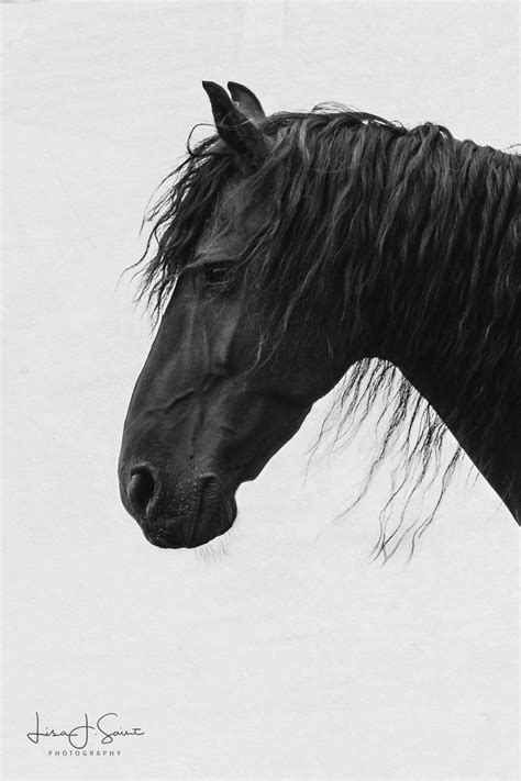 Castiel ~ Horse Print From Lisa Saint Photography White Horse