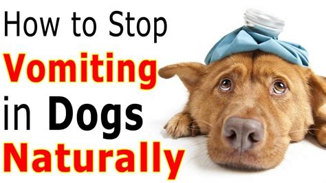 Effective Home Remedies For Vomiting Dogs Pethelpful Atelier Yuwaciaojp