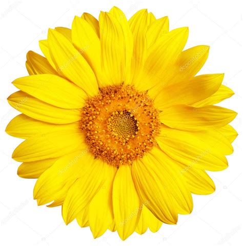 Sunflower Isolated On White — Stock Photo © Irochka 5132528