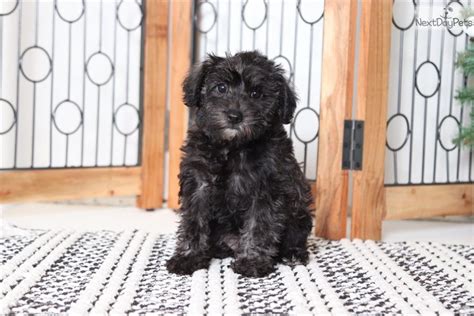 Schnoodle Puppy For Sale Near Ft Myers Sw Florida Florida