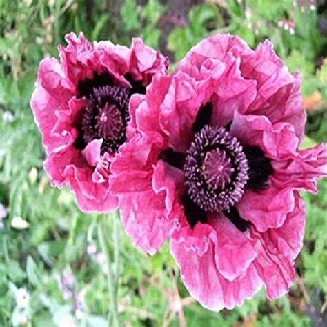 Here is a selection of faster growing annuals and perennials to consider. Top 24 Best Tall Perennials